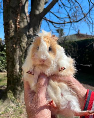 Porcellini d'india/cavie peruviane pelo riccio