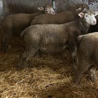 Pecore ile de france