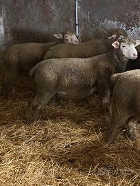 Pecore ile de france