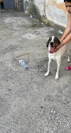 Cani cippati e sterilizzati