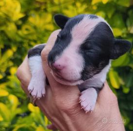 Bull terrier miniature