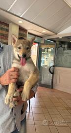 Lupo cecoslovacco cucciolo con pedigree ENCI