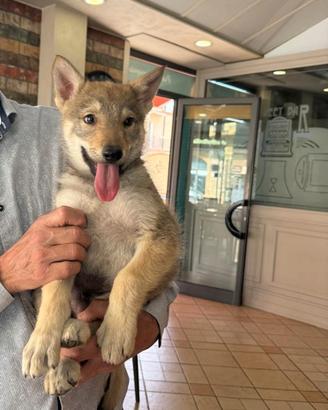 Lupo cecoslovacco cucciolo con pedigree ENCI
