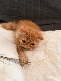 Persiano rosso