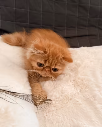 Persiano rosso