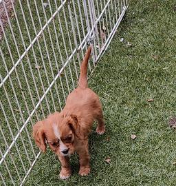 Cavalier king cuccioli