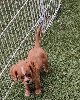 Cavalier king cuccioli