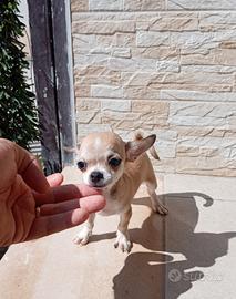 cucciole di Chihuahua toy