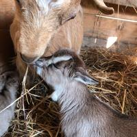 Maschietti tibetani puri castrati