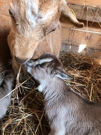 Maschietti tibetani puri castrati