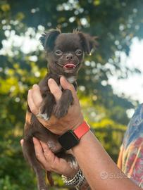 Chihuahua prezzo bomba con Pedigree