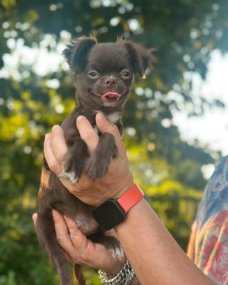 Chihuahua prezzo bomba con Pedigree