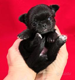 Chihuahua mini toy femmina con pedigree ENCI