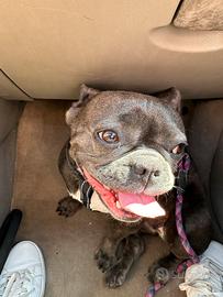 Bulldog francese