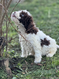 Lagotto romagnolo