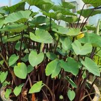 Piante palustri per laghetto e mini pond 