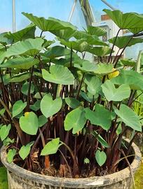 Piante palustri per laghetto e mini pond 