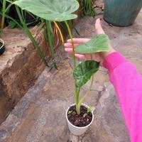 orecchie di elefante 