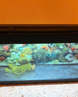 Acquario