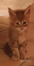 Cucciolo di Maine Coon 