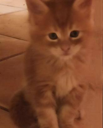 Cucciolo di Maine Coon 