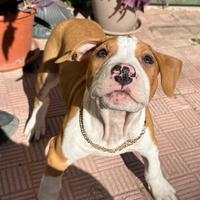Cucciolata Amstaff