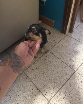 Chihuahua