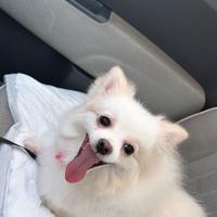 Volpino di Pomerania