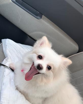 Volpino di Pomerania