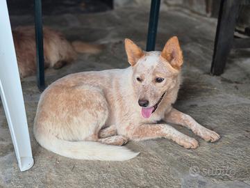 Cattledog femmina