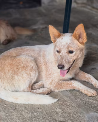 Cattledog femmina