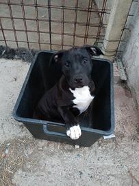 Cucciola American Pit bull terrier