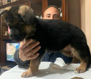 Cuccioli pastori tedesco riconosciuti dall' ENCI