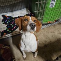 WILMA incrocio Epagneul Breton