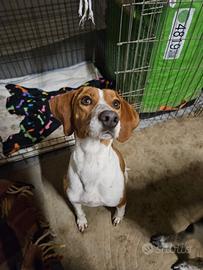 WILMA incrocio Epagneul Breton