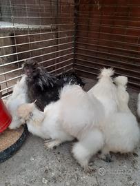 Galline Moroseta e Cocincine nane