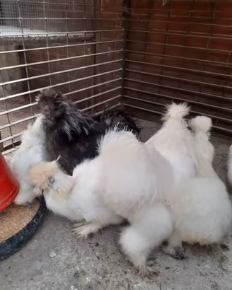 Galline Moroseta e Cocincine nane
