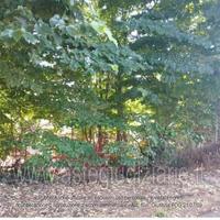 Terreno Agricolo Chignolo Po [A4324550]