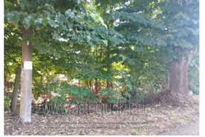 Terreno Agricolo Chignolo Po [A4324550]