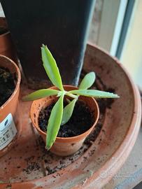 Piante grasse piantine di kalanchoe