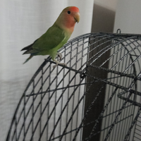 Inseparabile maschio disponibile