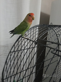 Inseparabile maschio disponibile