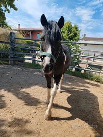 Pony da scuola
