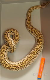 Femmina Pitone Moluro Bivittatus 2023