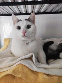 Una famiglia per il meraviglioso Carlo