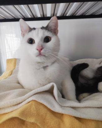 Una famiglia per il meraviglioso Carlo