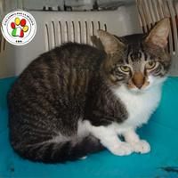 CHICO sei un patatone