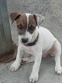 Jack Russel