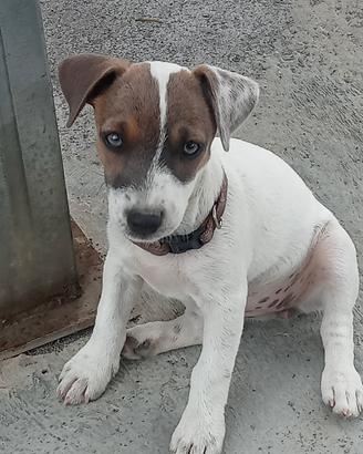 Jack Russel