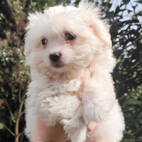Cucciola Maltese